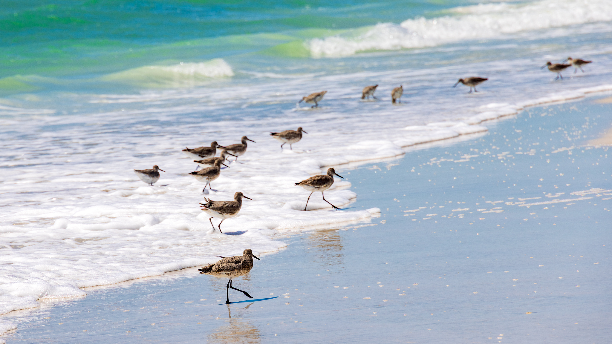 Sandpipers on beach