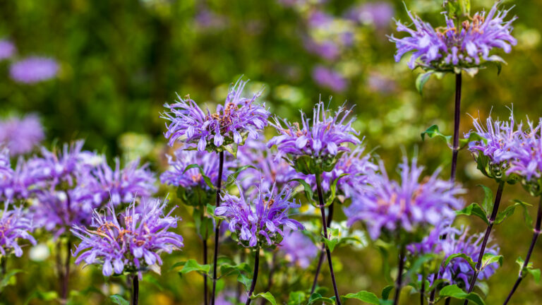 A cluster of wild bergamot at Leopold Center