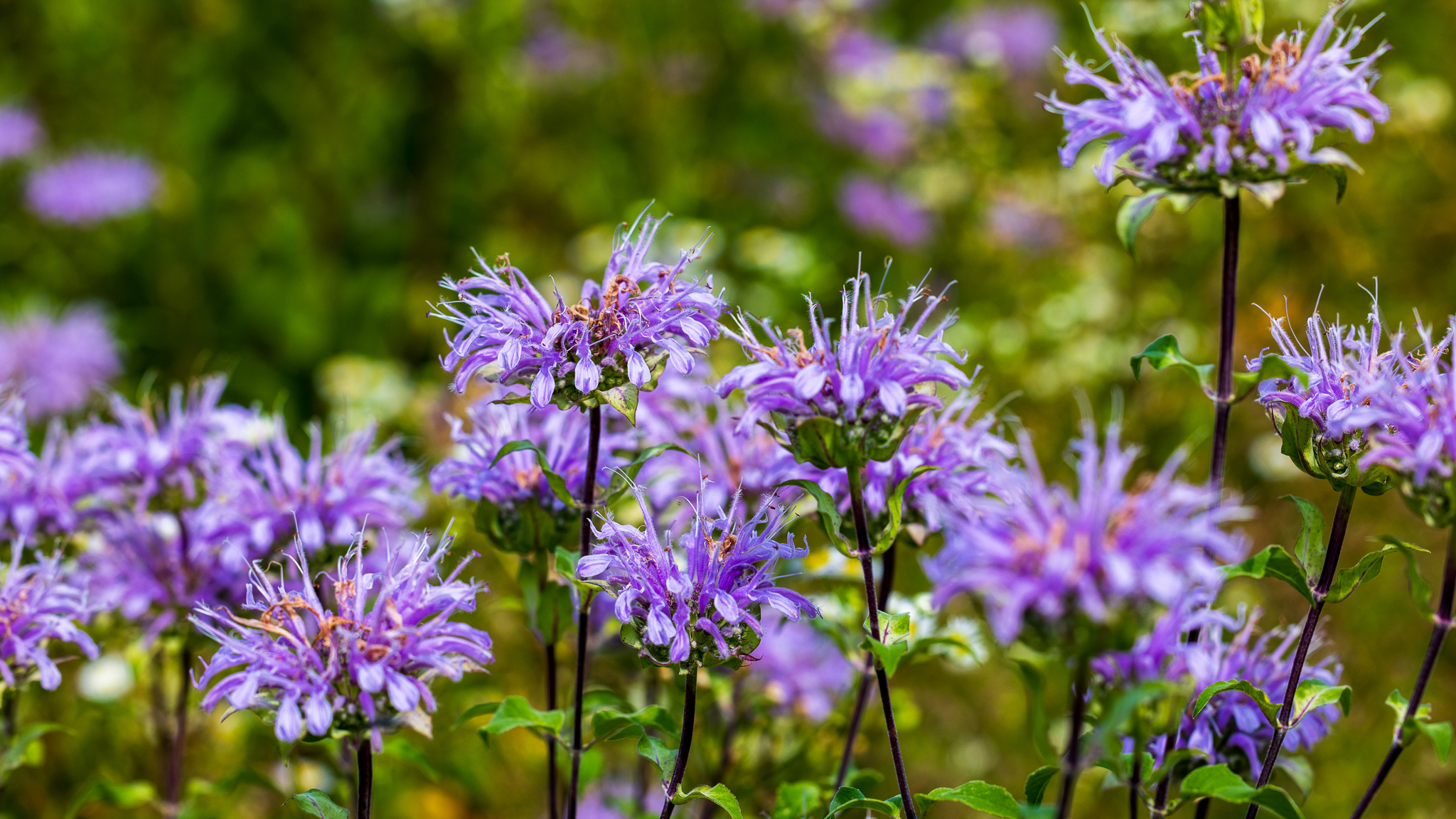 A cluster of wild bergamot at Leopold Center