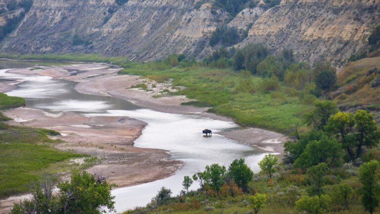 Lone bison crossing river