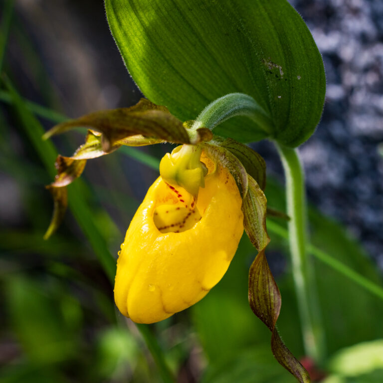 Lady's Slipper orchid