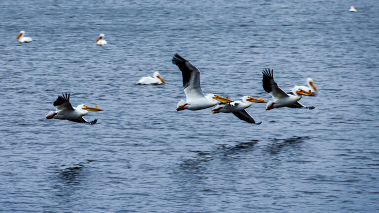 Pelicans landing