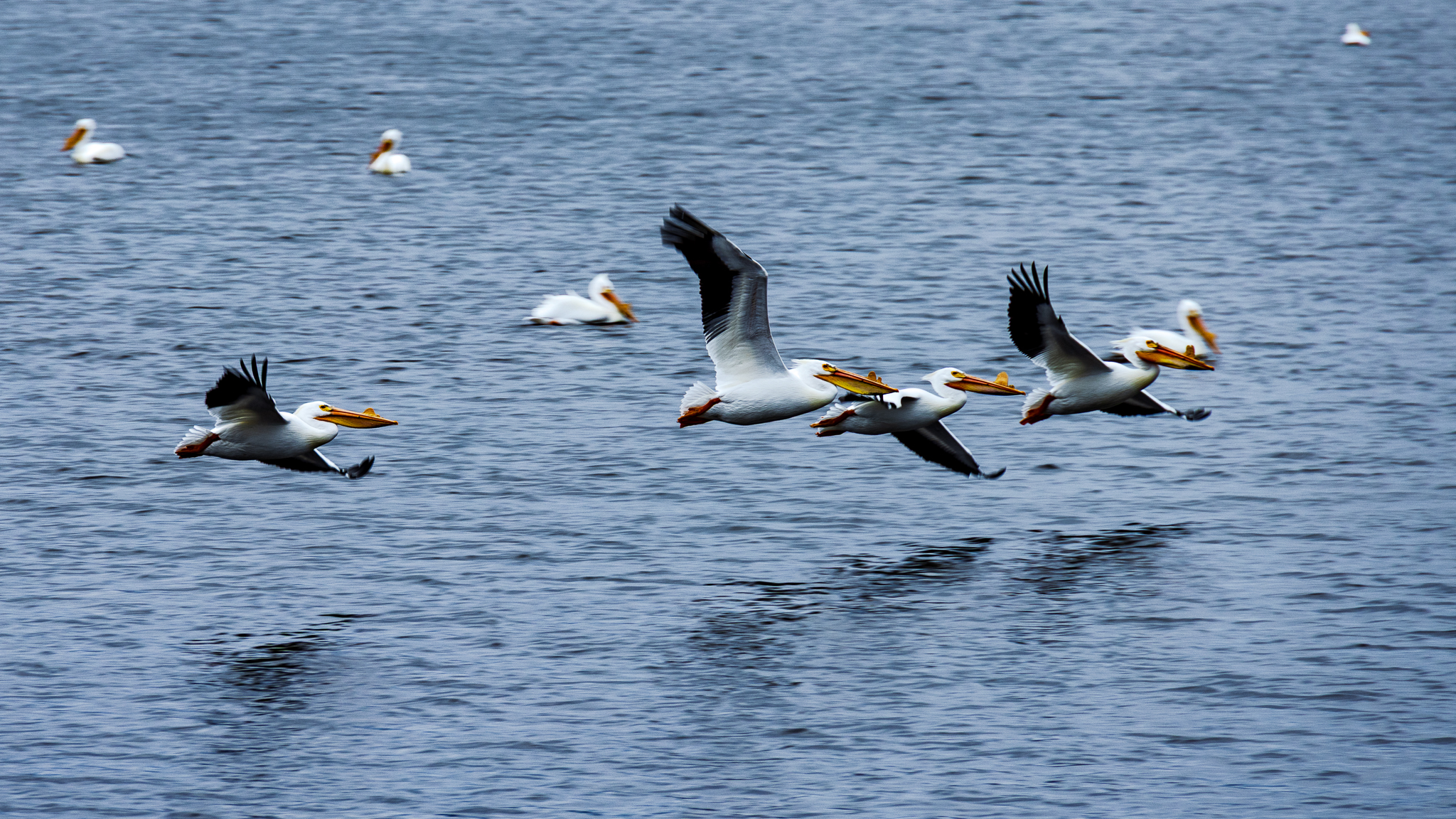 Pelicans landing