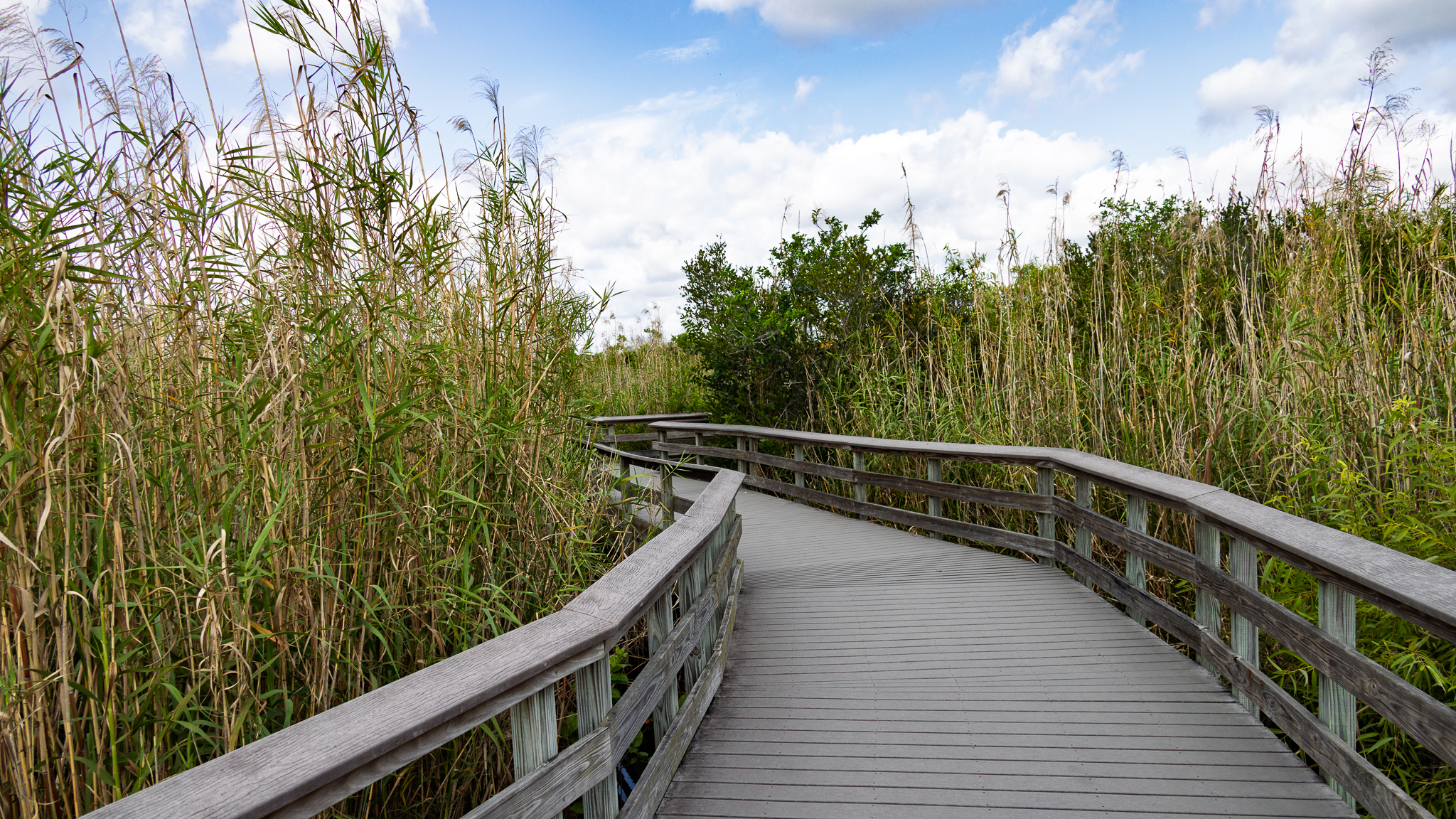Boardwalk in Everglades