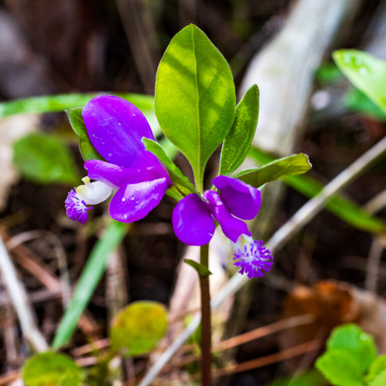 Fringed polygala
