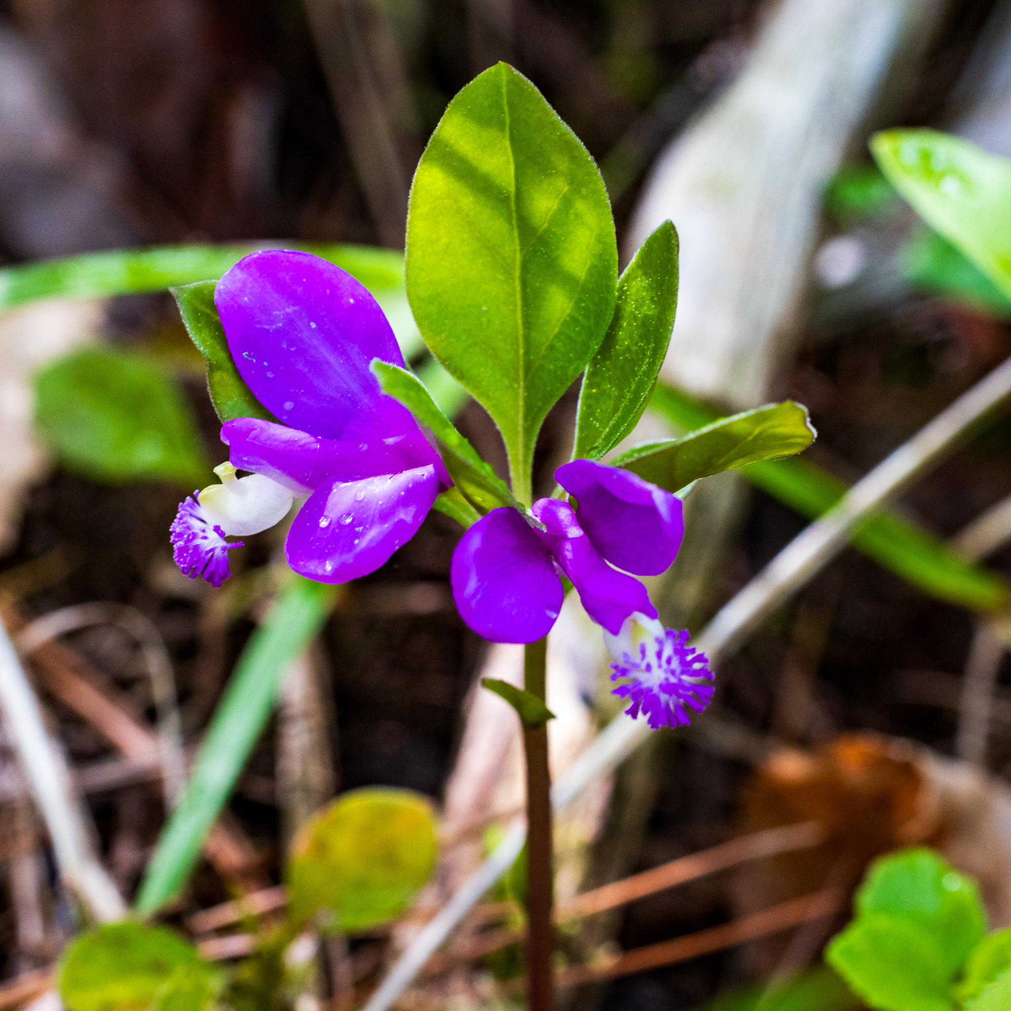 Fringed polygala