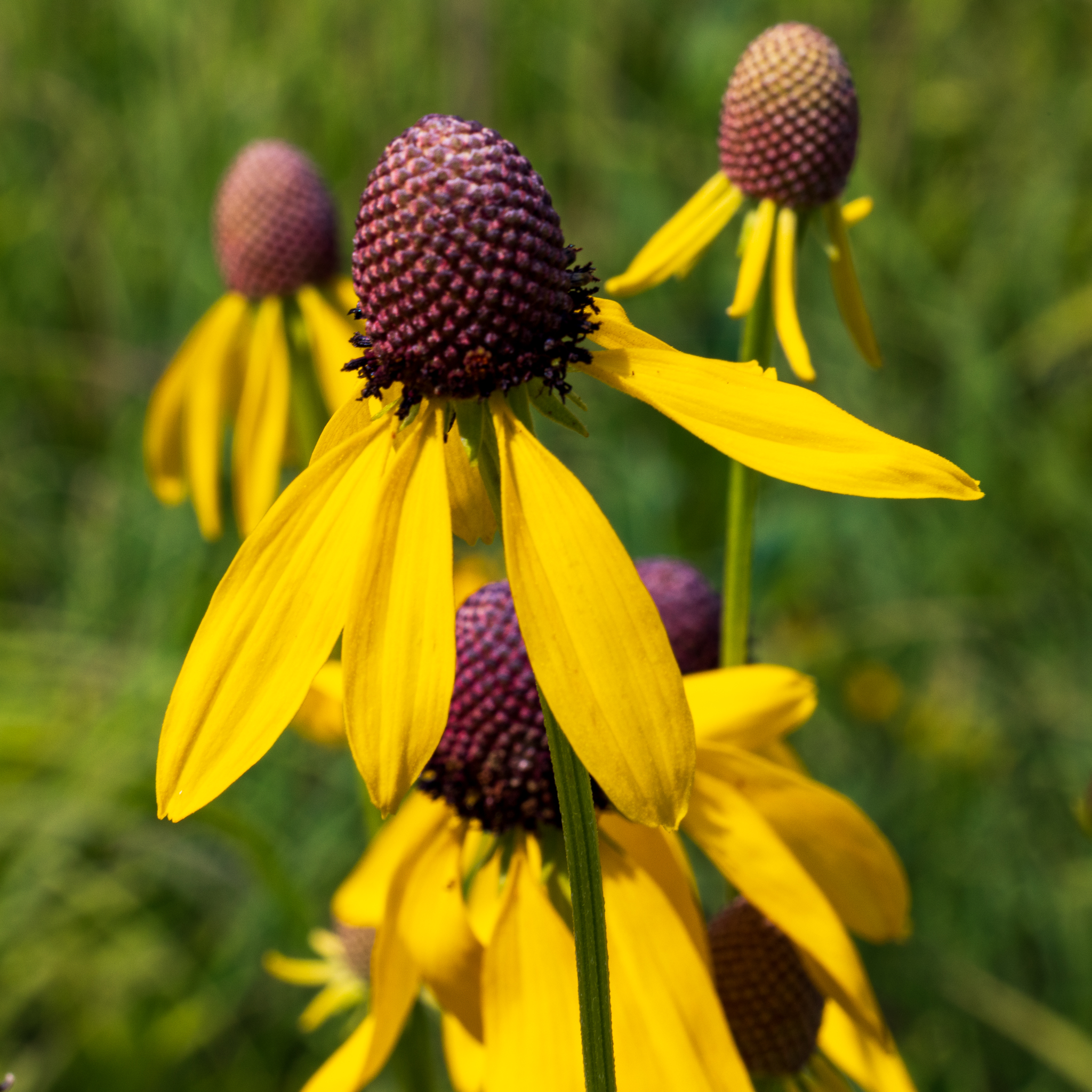 Yellow Coneflower