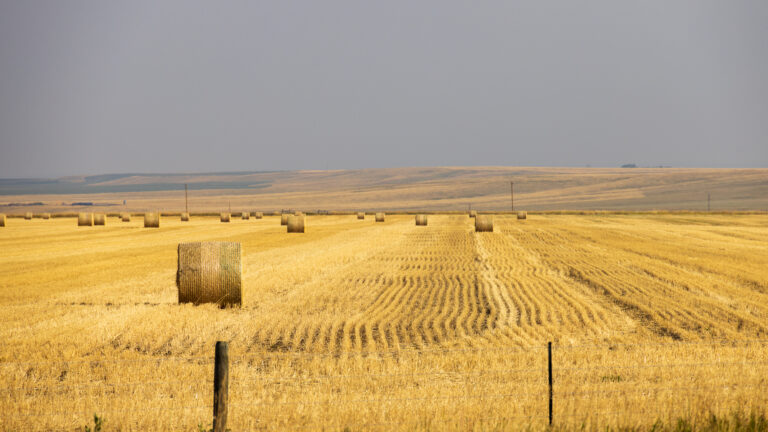 Montana Field
