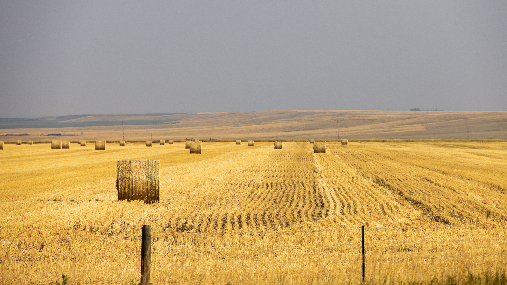 Montana Field