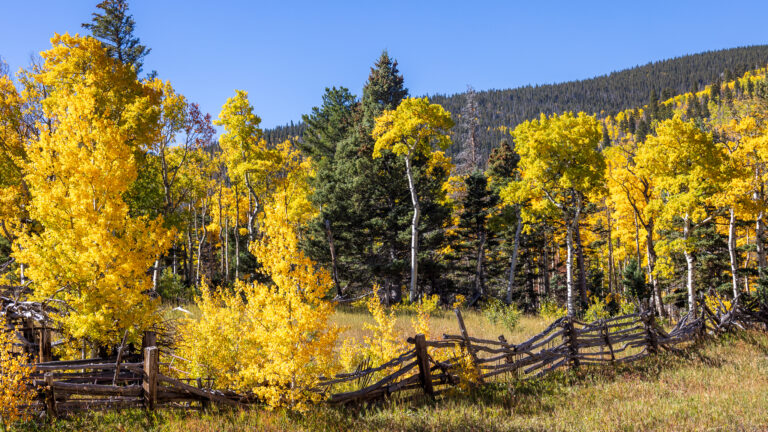 Colorado aspens