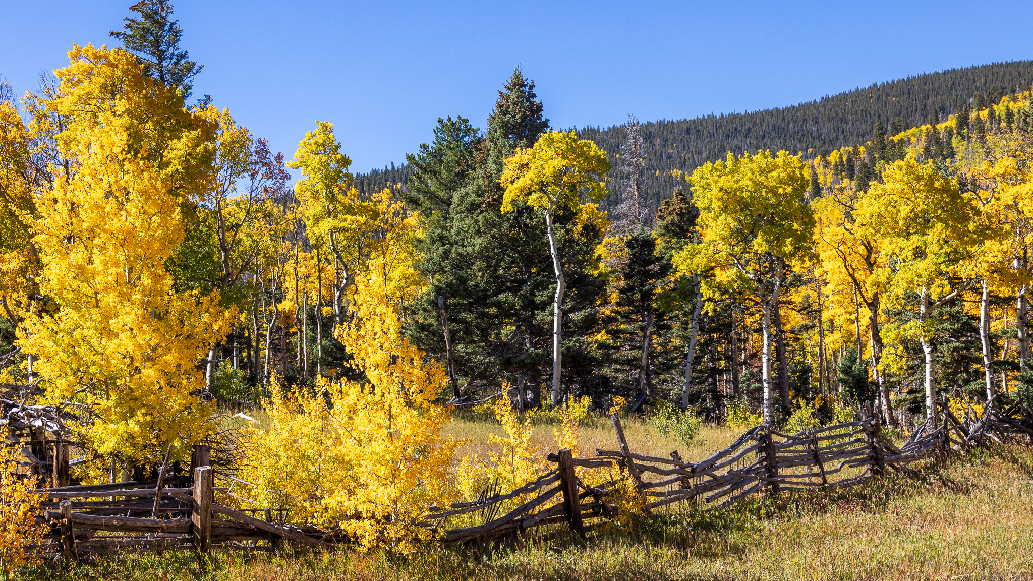 Colorado aspens