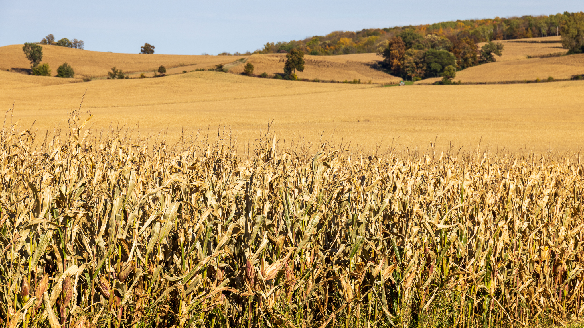 Wisconsin corn field