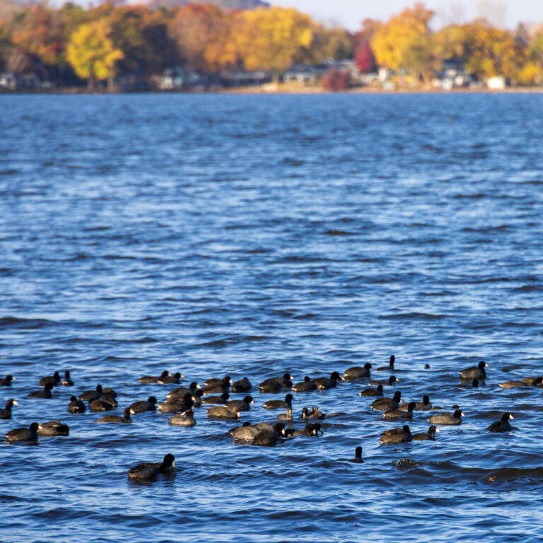 Lake Wisconsin
