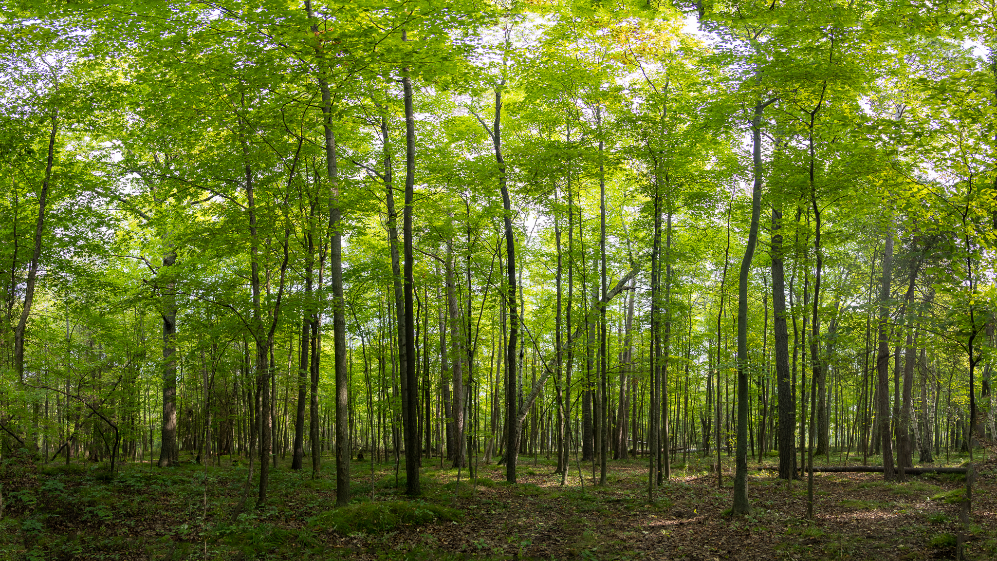 Wisconsin woods