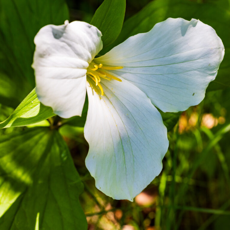 Trillium