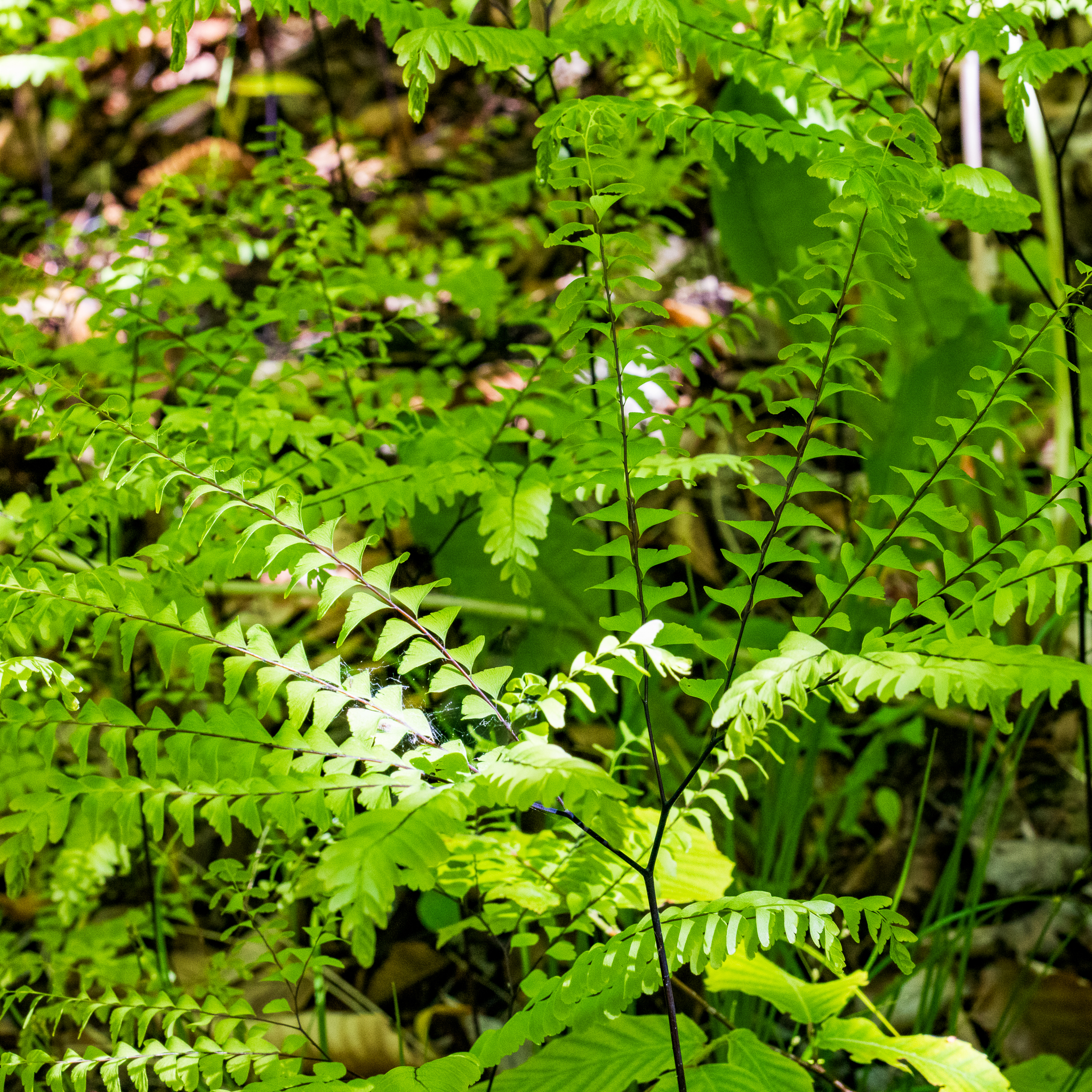 Maidenhair Fern