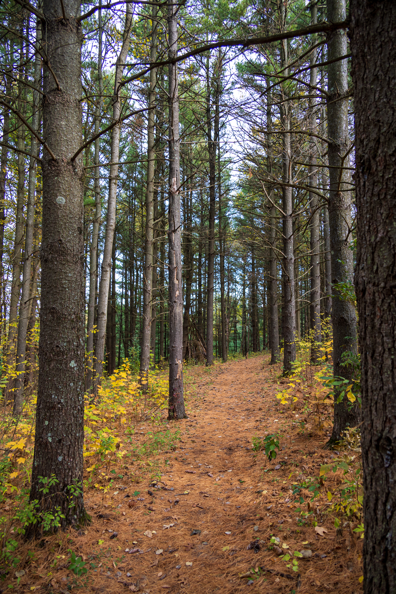 Pine forest trail