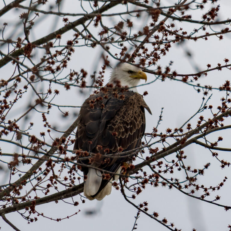Bald eagle