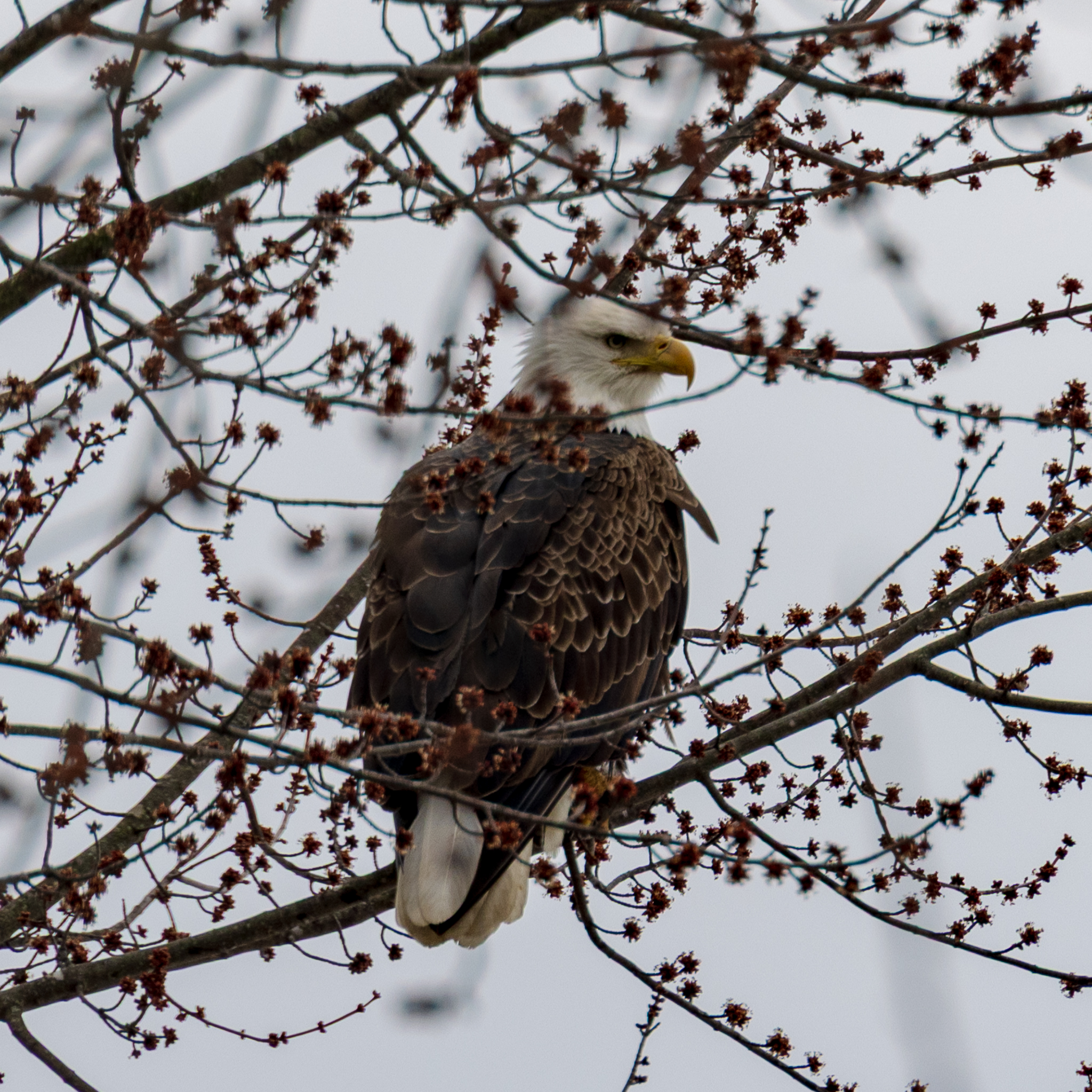 Bald eagle
