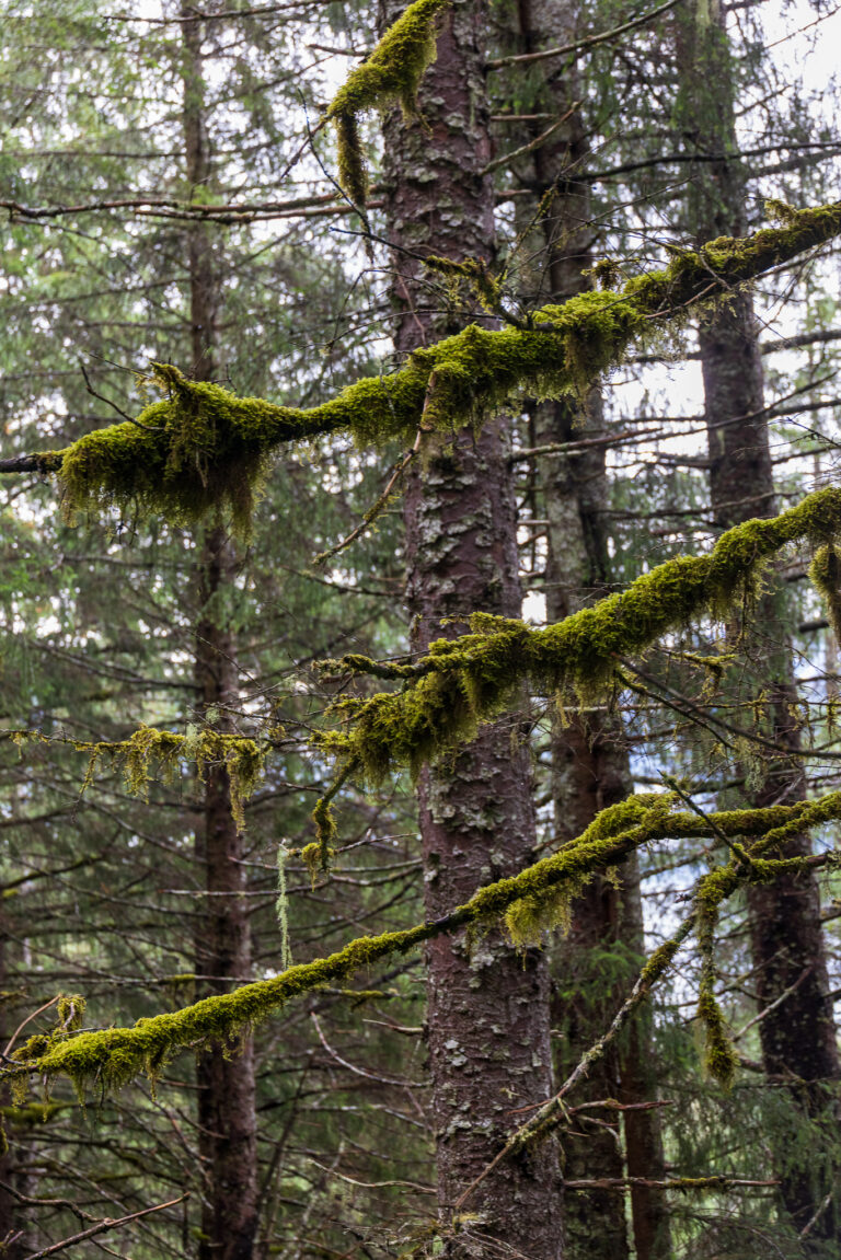 Alaska trees