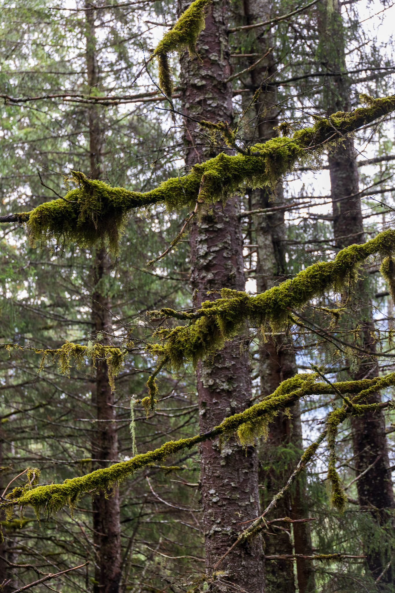 Alaska trees