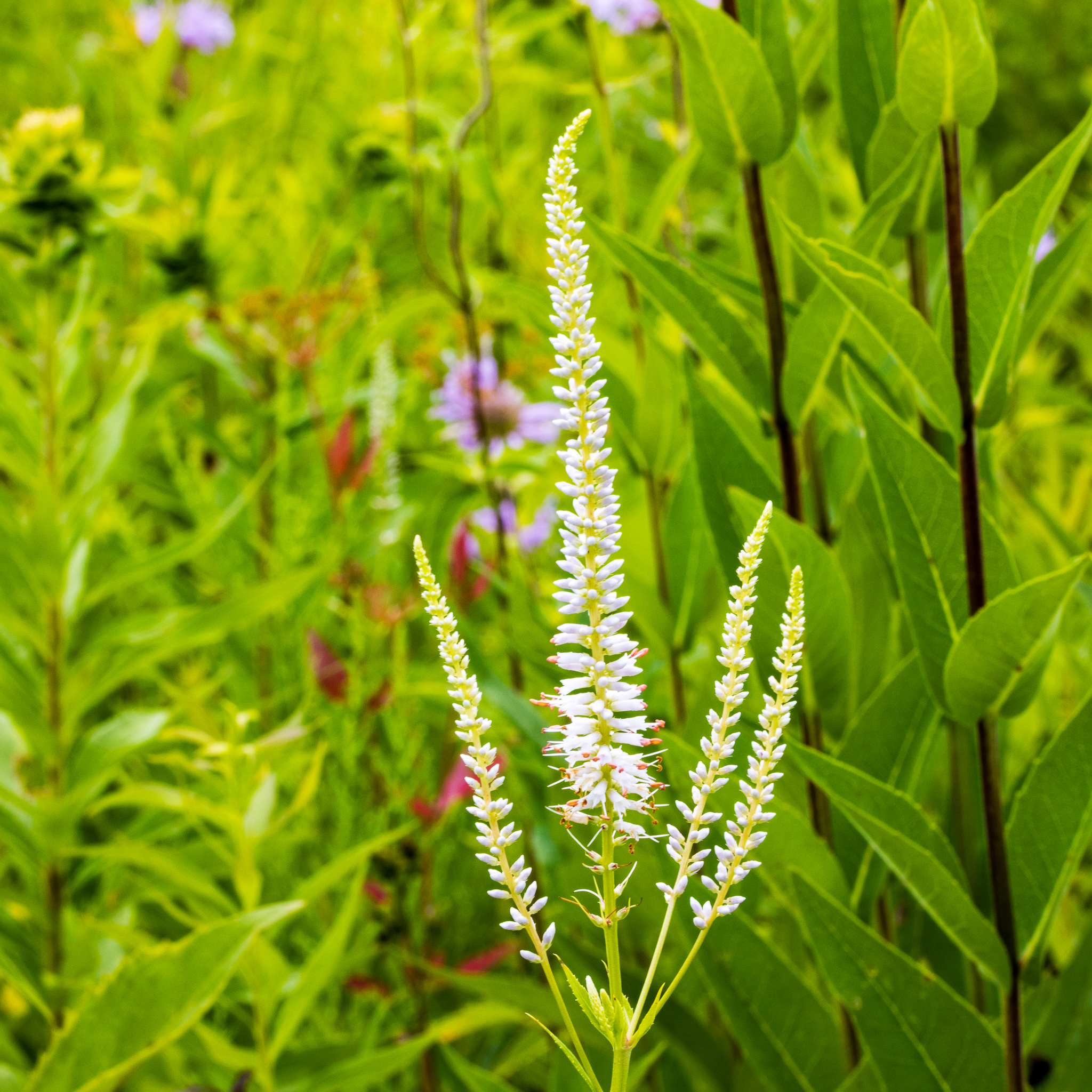 Culver's root