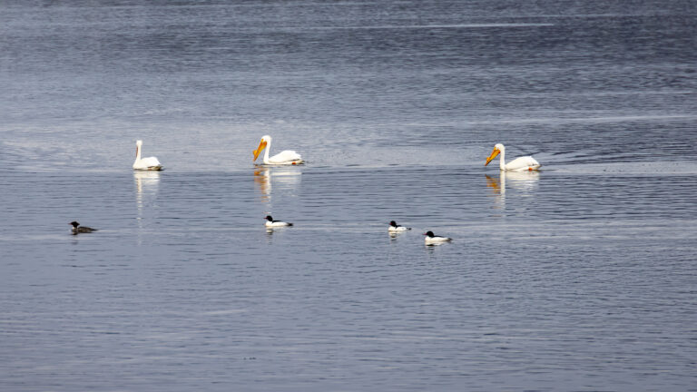 Pelicans and Mergansers