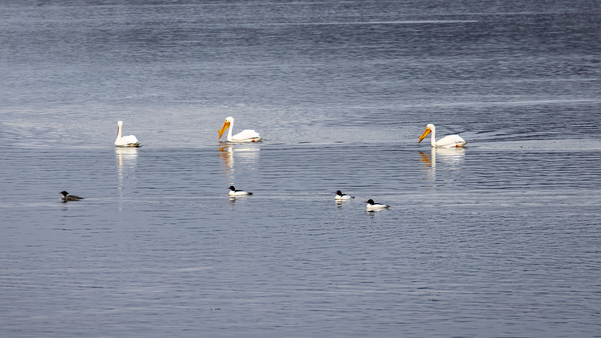 Pelicans and Mergansers
