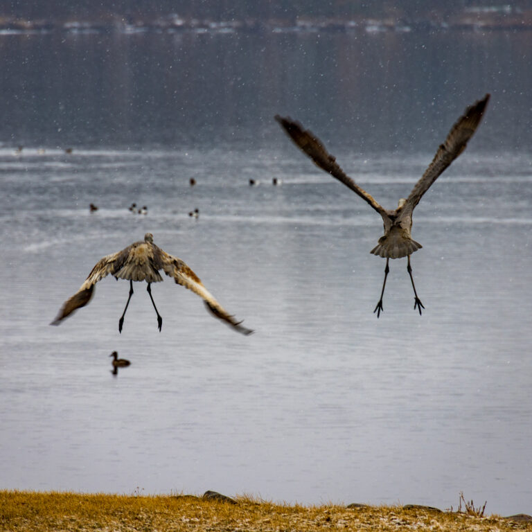 Cranes