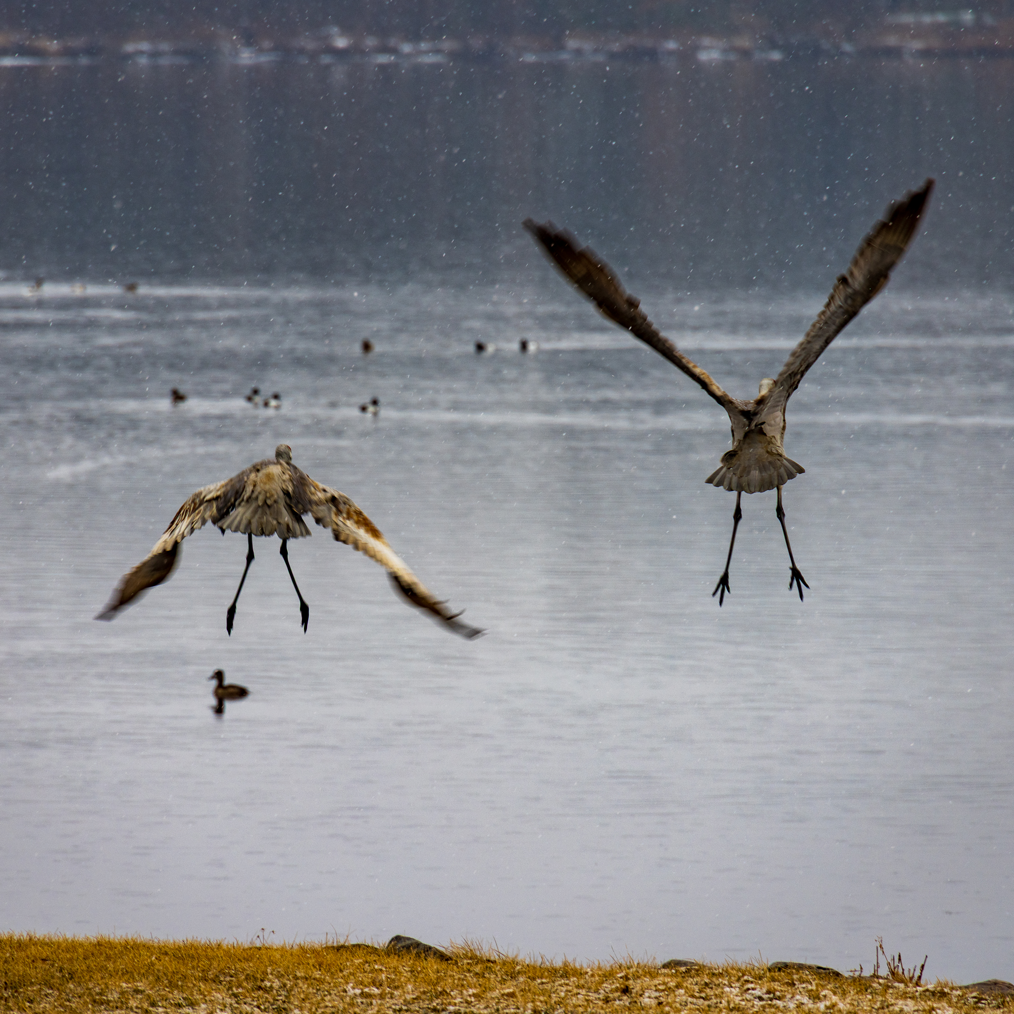 Cranes