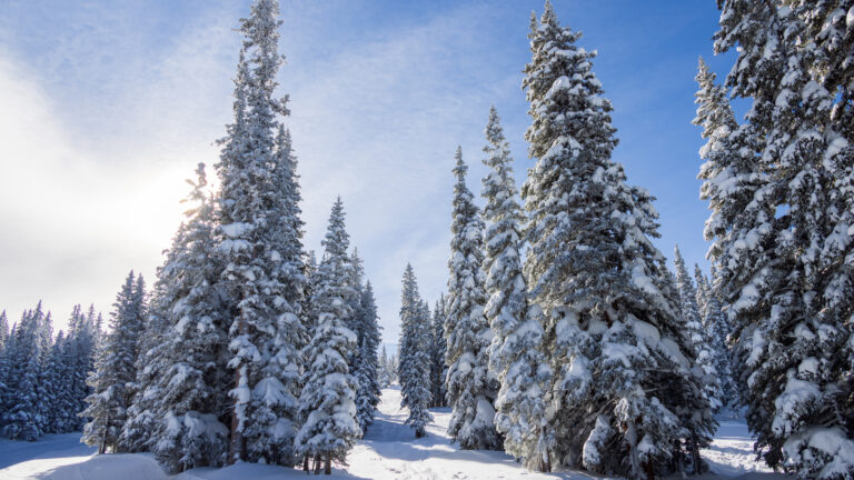 Snow-covered trees