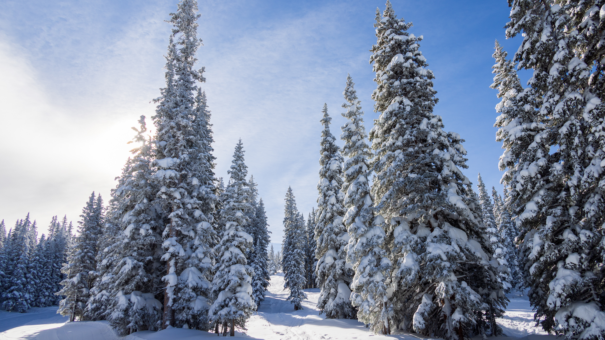 Snow-covered trees