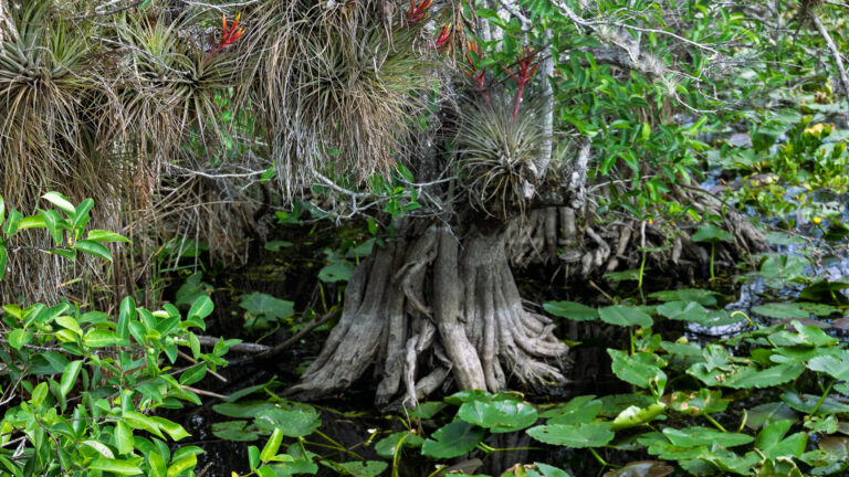 Cypress roots