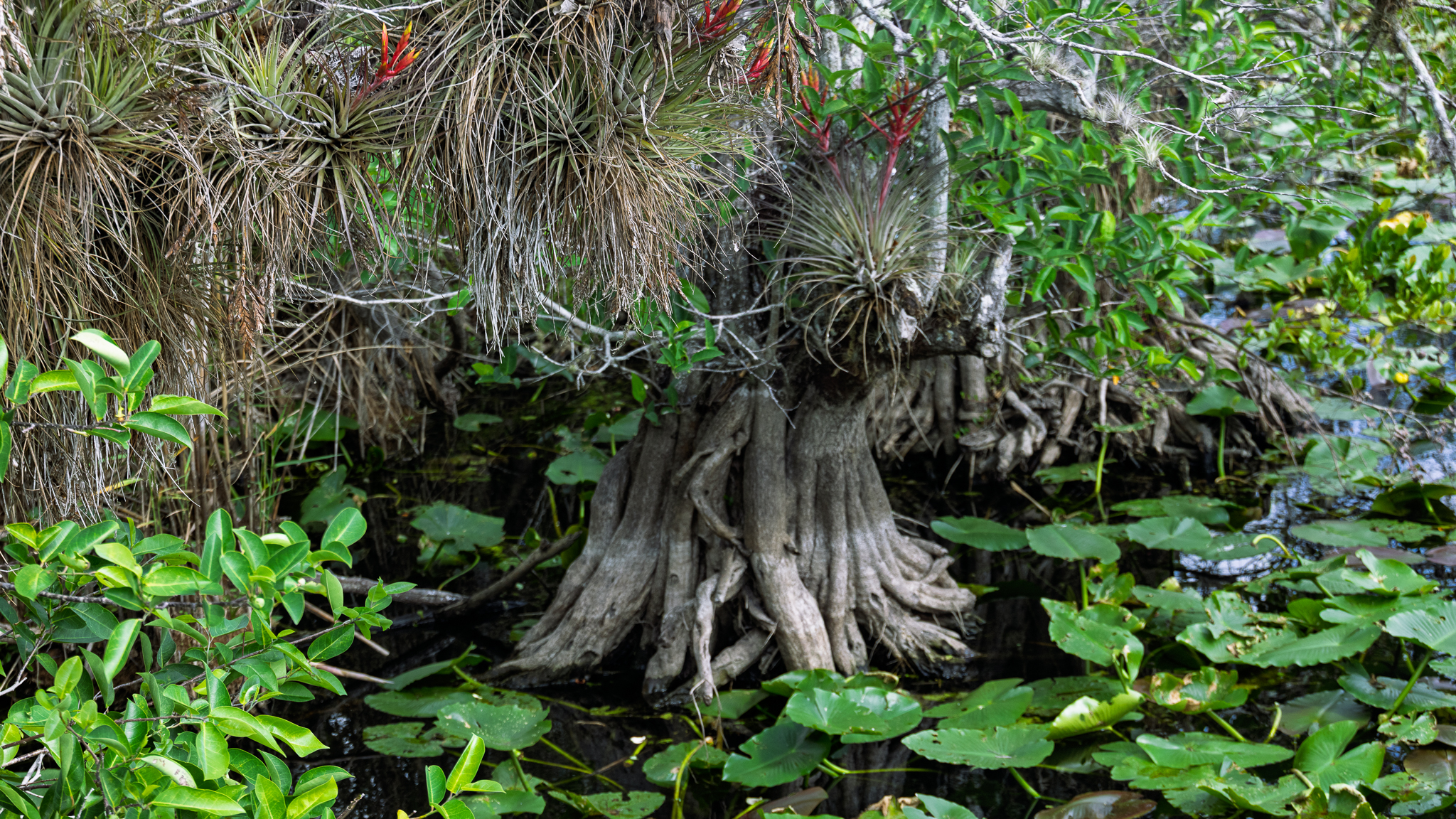 Cypress roots