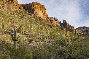 Saguaros cactus