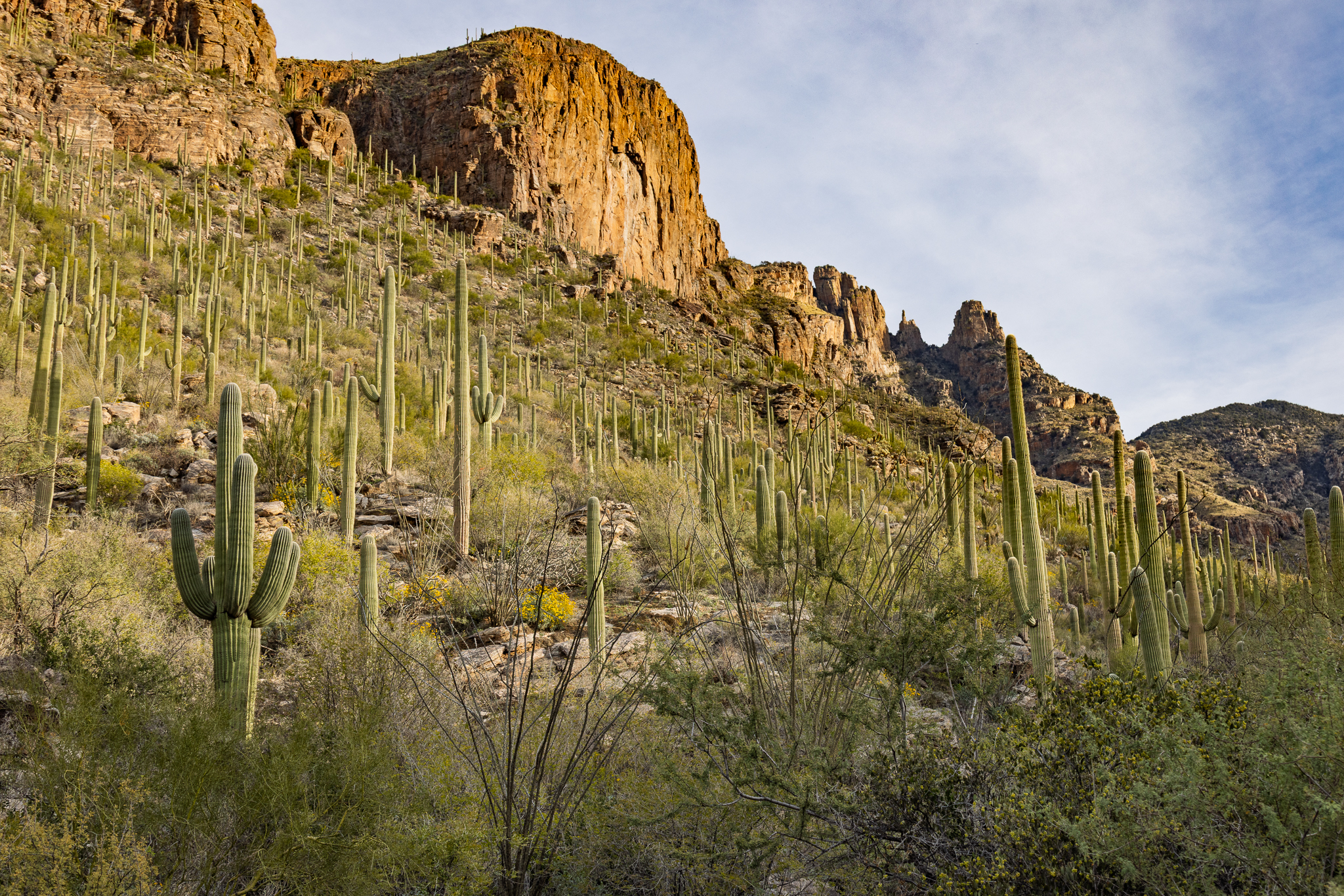 Saguaros cactus