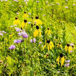 Prairie flowers