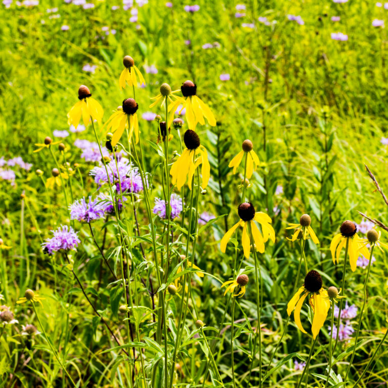 Prairie flowers