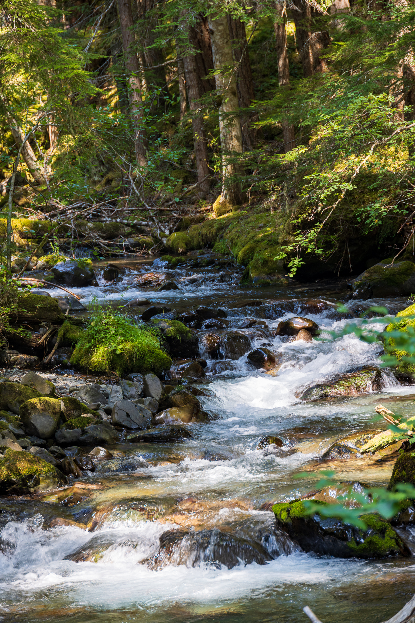 Dungeness River