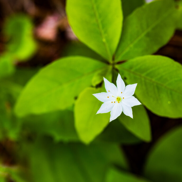 Starflower