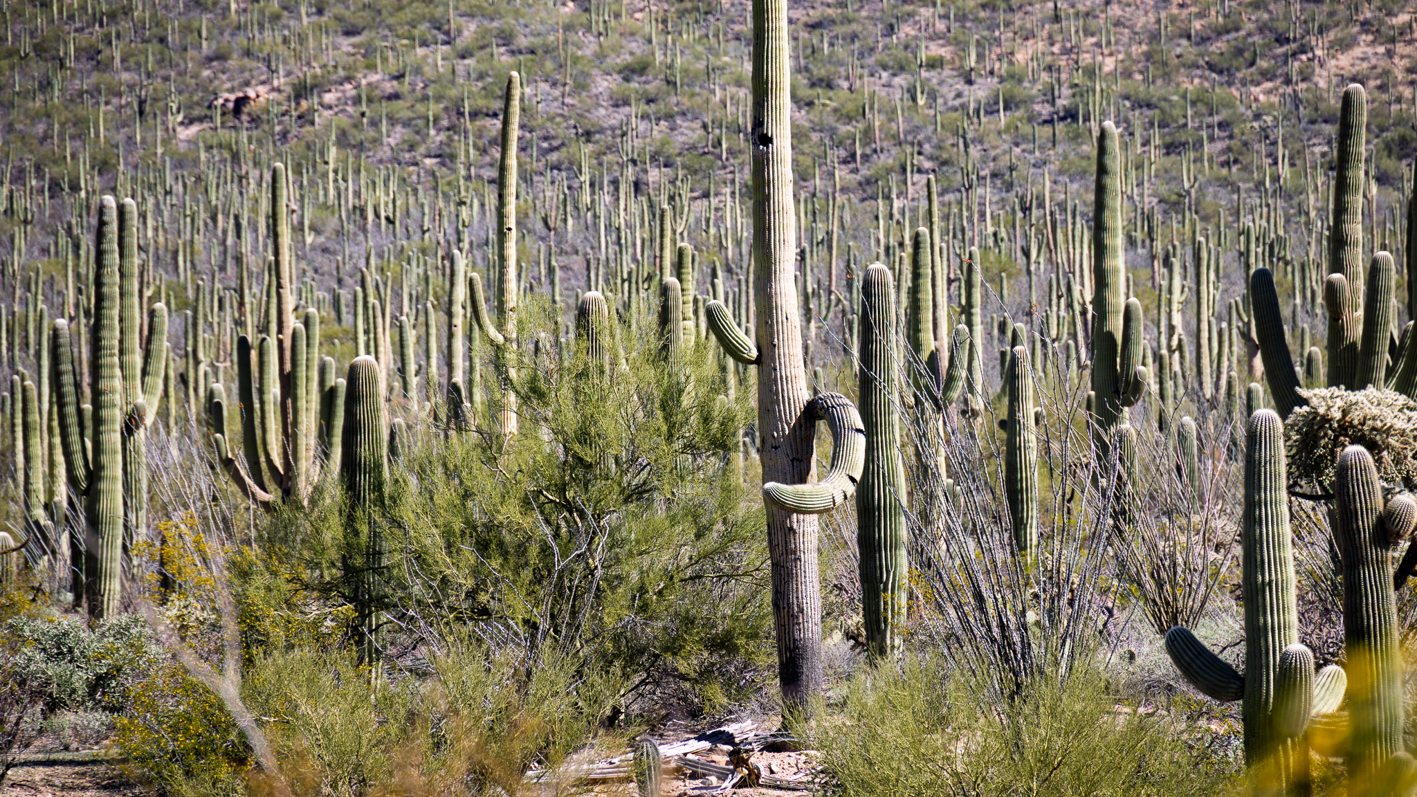 Saguaro cactus