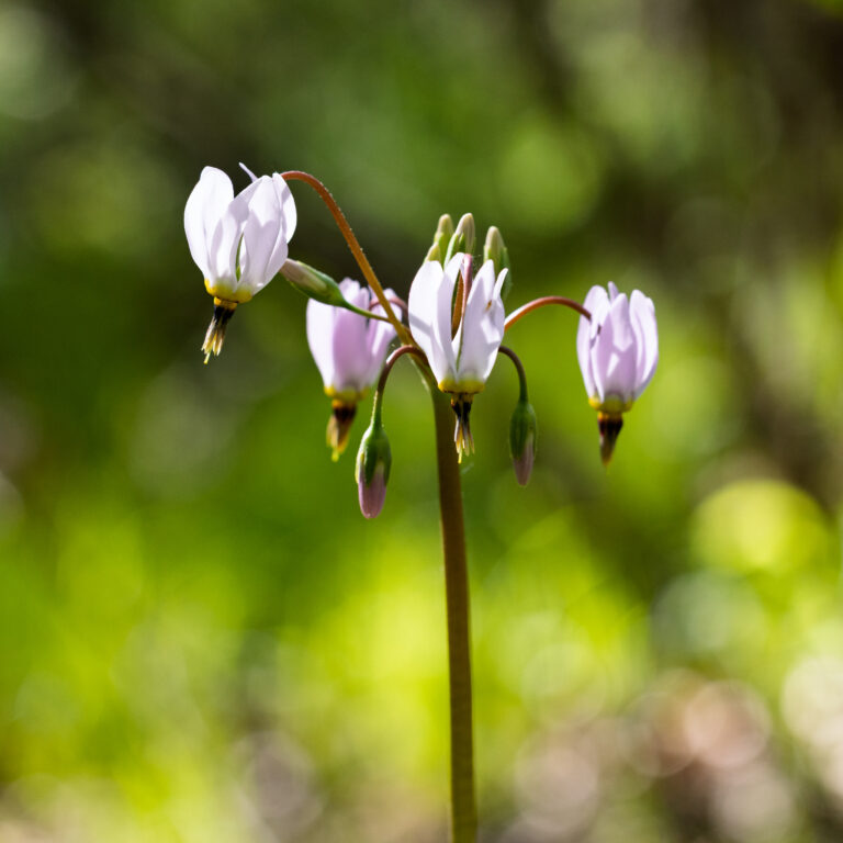 A cluster of Shooting Star along the Ice Age Trail