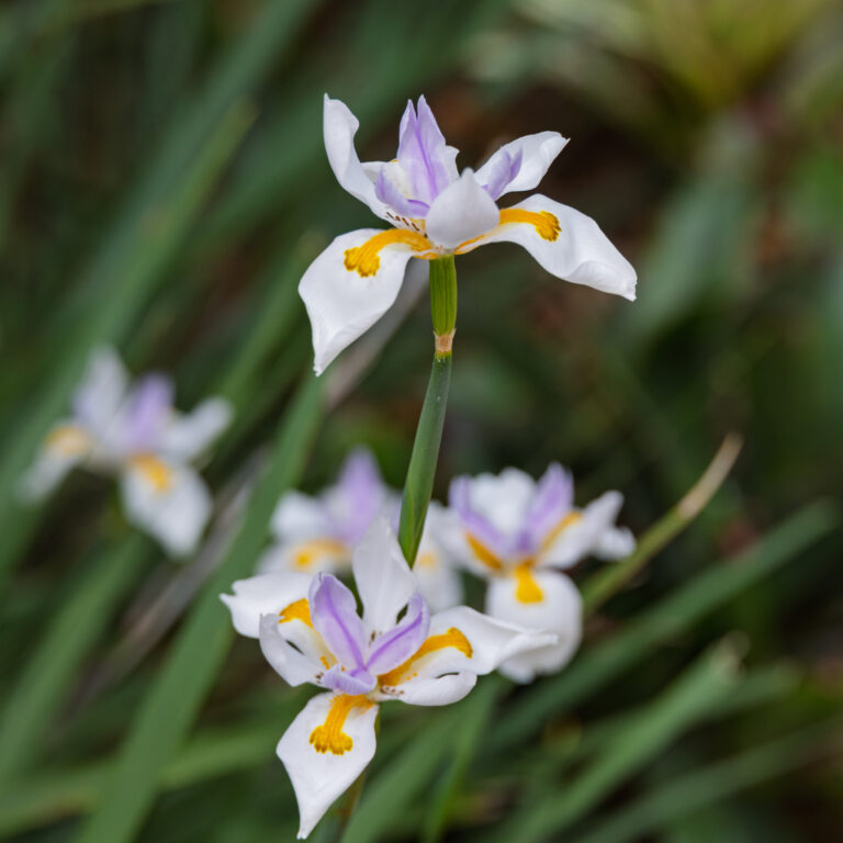African Iris