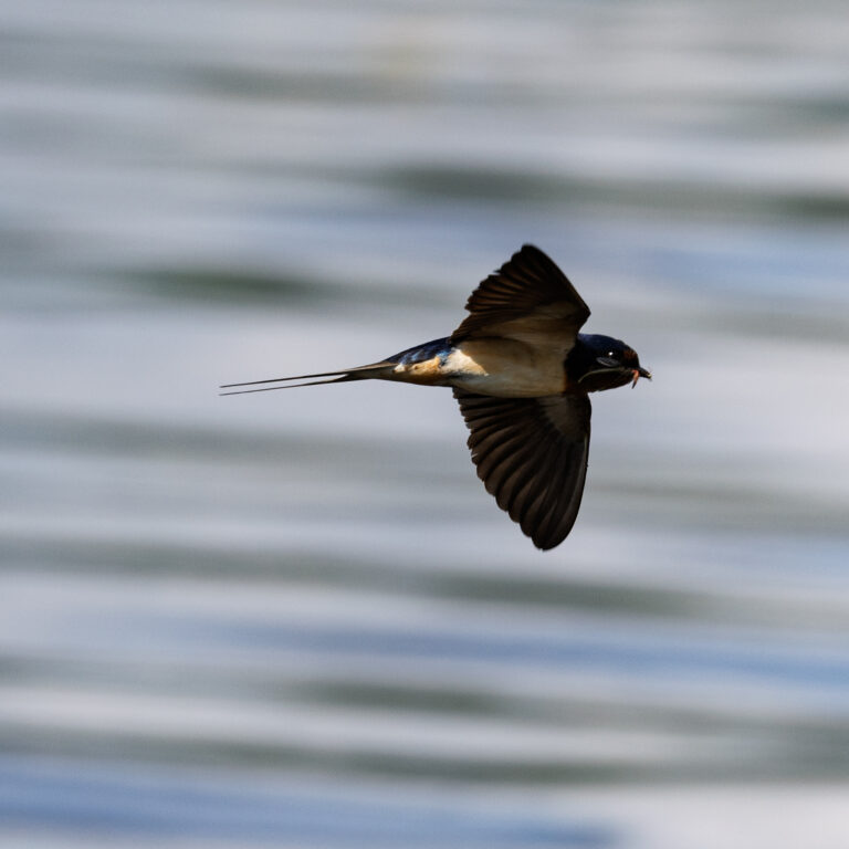 Barn swallow