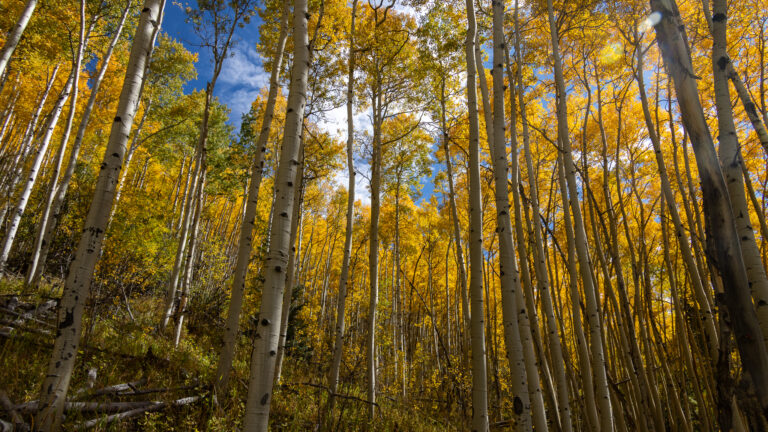 Golden aspen hillside