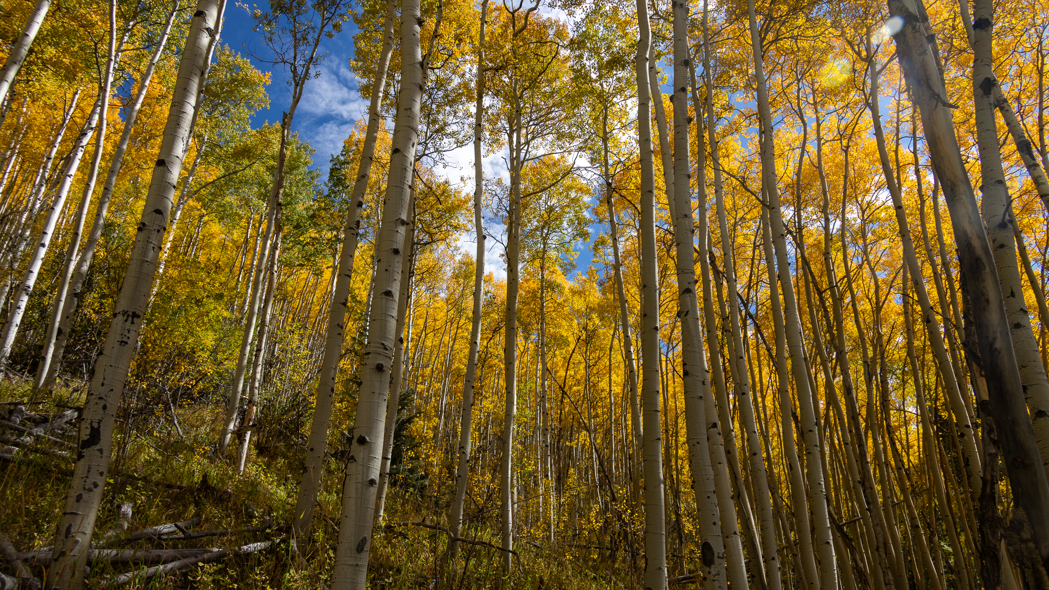 Golden aspen hillside