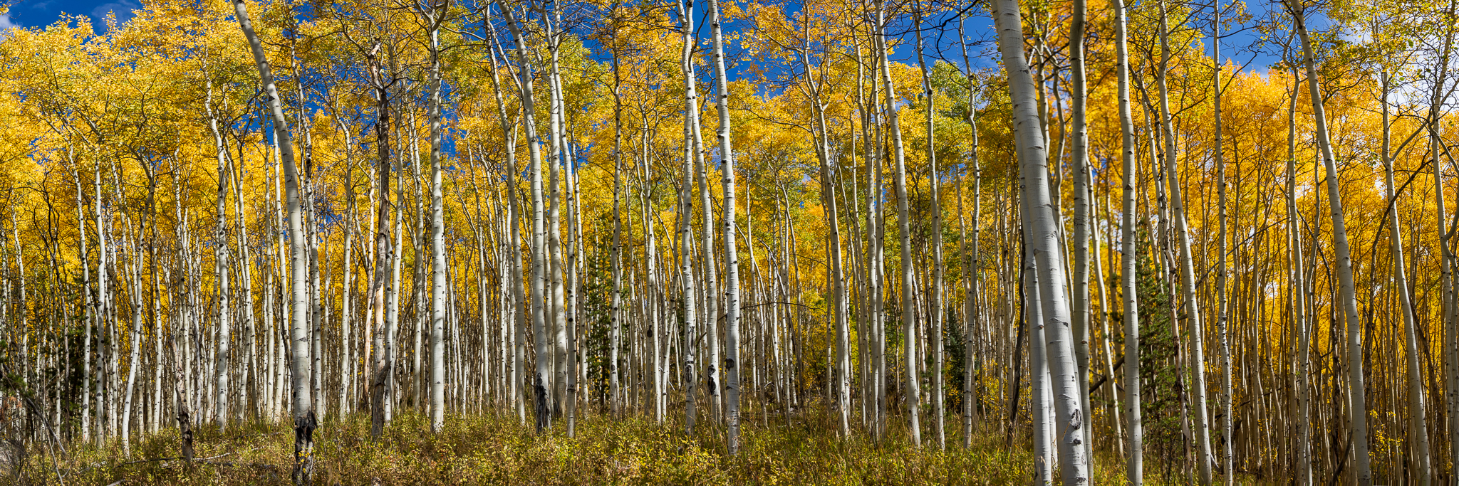 James Creek Wilderness