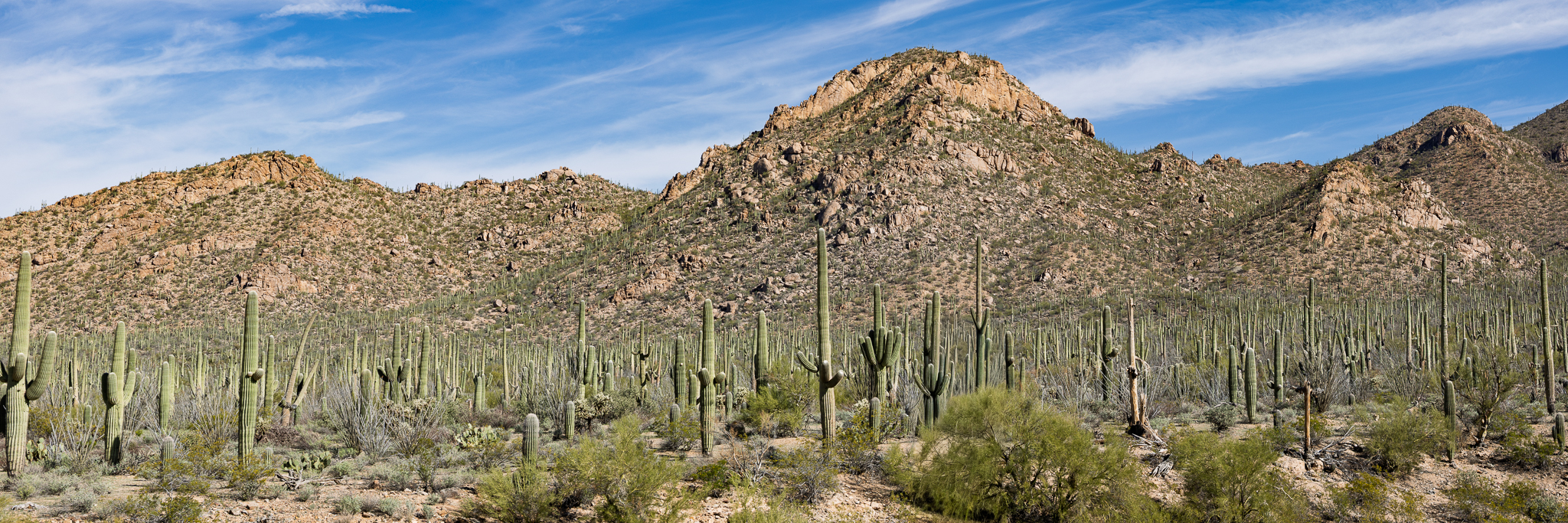 Saguaro National Park