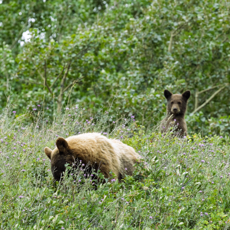 Grizzly bears
