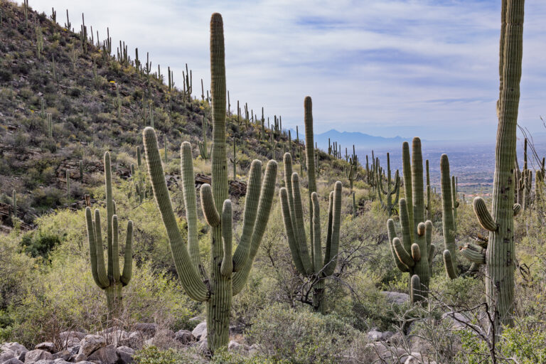 Tucson Saguaro Forest